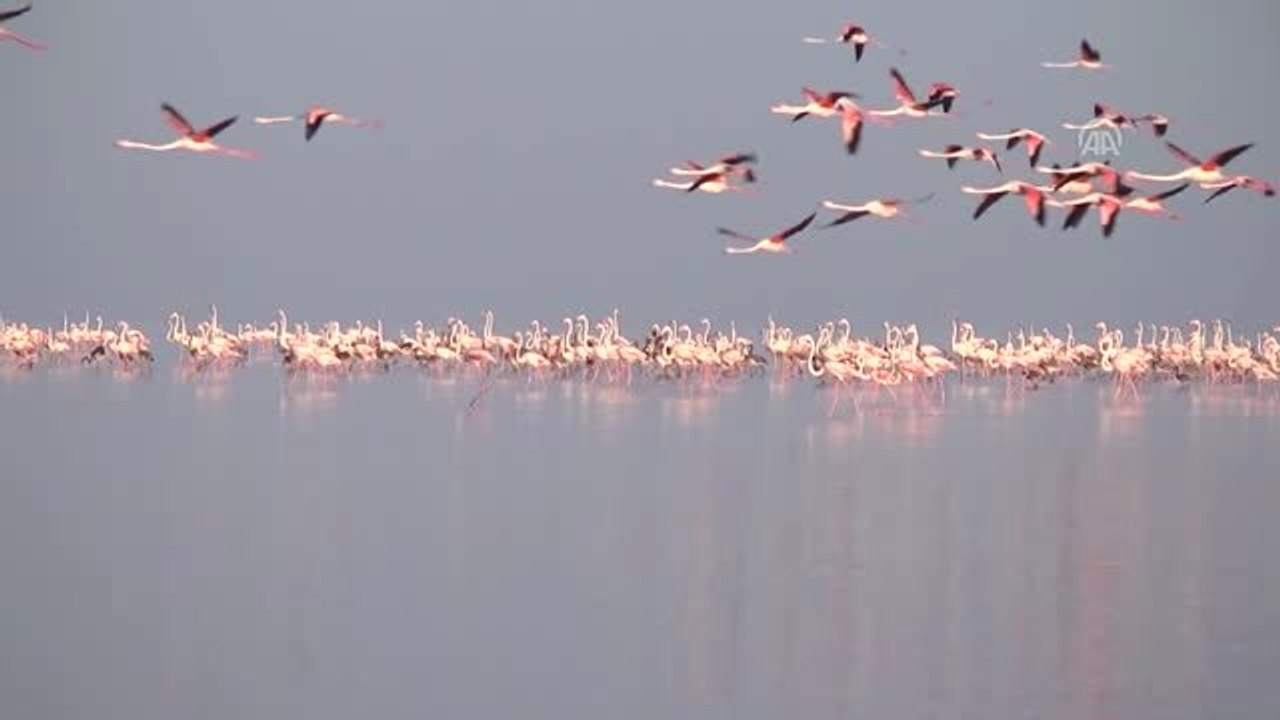 TEMİZ ÇEVRE TEMİZ SU - Tuz Gölü flamingolarla bir başka güzel