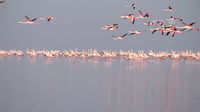 TEMİZ ÇEVRE TEMİZ SU - Tuz Gölü flamingolarla bir başka güzel