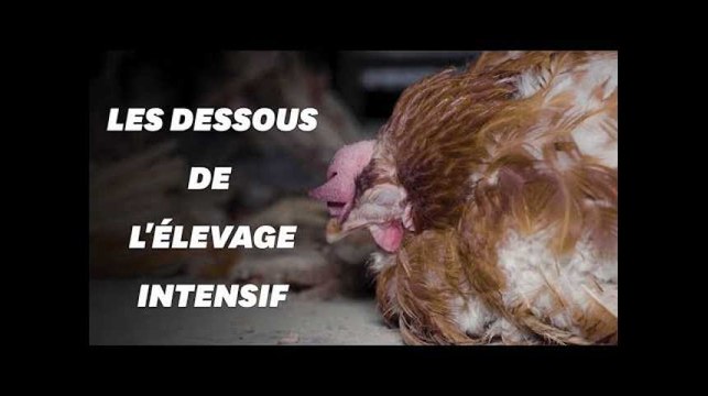 L214 épingle le plus grand producteur d'œufs français dans une vidéo