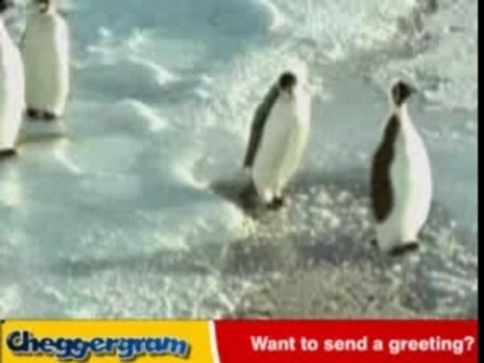 Pingouin la revanche