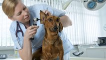Enfermedades en el oído externo de tu perro