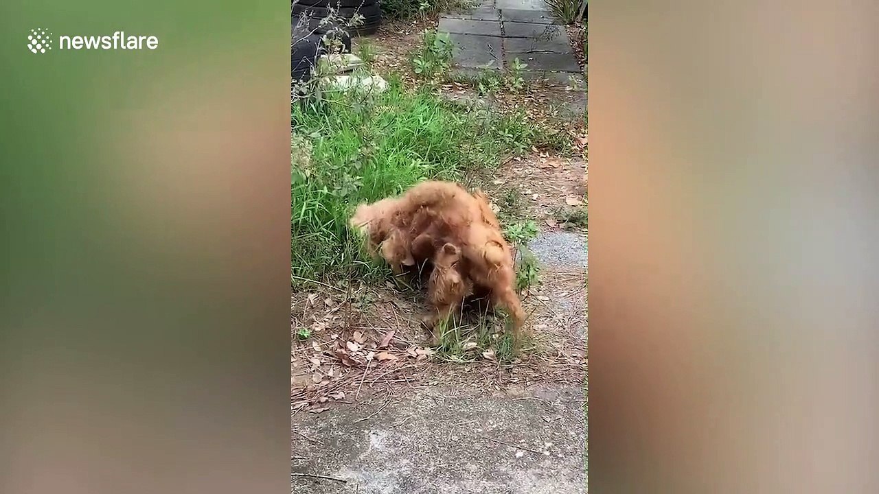 Heartwarming moment neglected pooch with dreadlocked fur receives a haircut