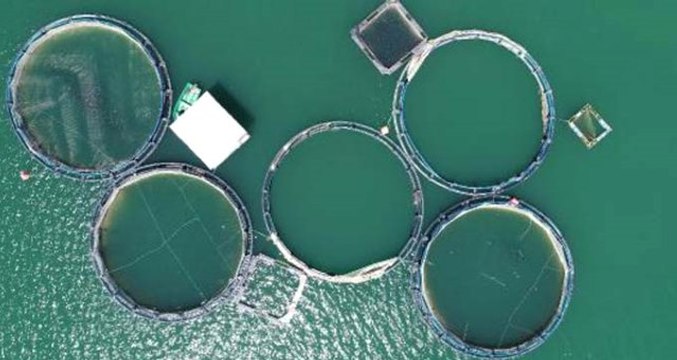 Van'daki alabalık tesisleri yılda bin 800 ton alabalık üretimiyle bölge ekonomisine katkı sağlıyor