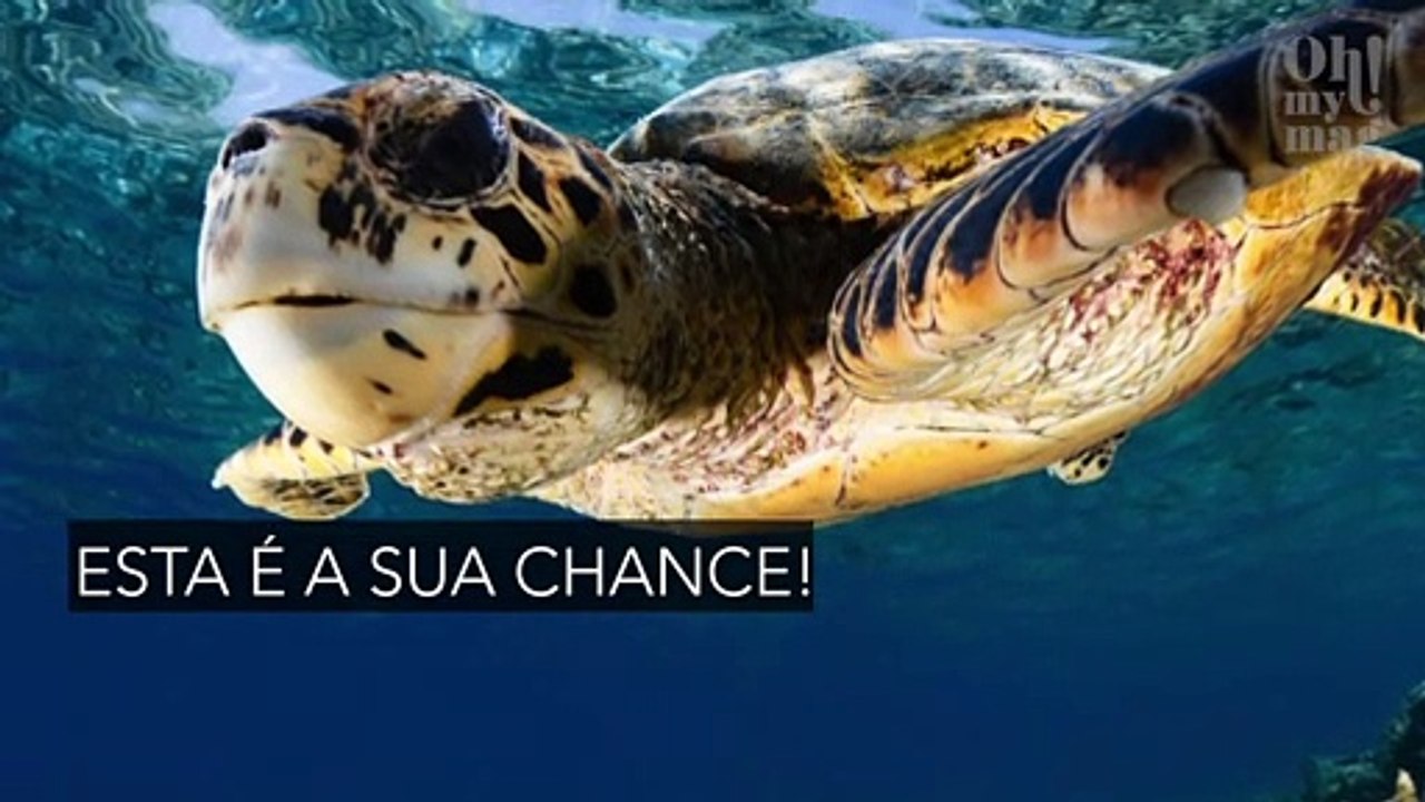Hotel nas Maldivas procura estagiário para tomar conta de tartarugas