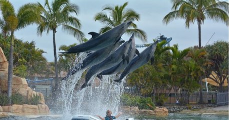Le Canada prend la décision d'interdire l'élevage et la captivité des cétacés !