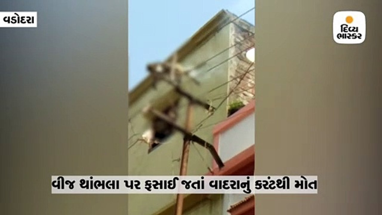 વીજ થાંભલાના વાયર પર ફસાઇ જતાં વાદરાને કરંટ લાગતા મોત નીપજ્યું