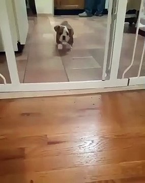 Ce petit chiot apprend à sauter sur ses toutes petites pattes. Adorable !