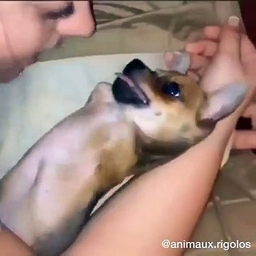 Ce pauvre chiot handicapé a enfin trouvé son âme sœur. Ils sont tellement mignons !