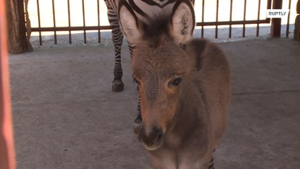 تعرفوا إلى أغرب الحيوانات في العالم !!!