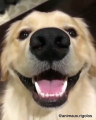Quel magnifique sourire ! Regardez comment ce chien prend son selfie