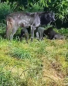 Des bébés louveteaux qui s'amusent avec leur maman. Trop chou !