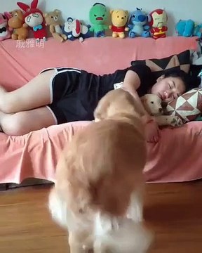 Cette chienne est très jalouse. Regardez ce qu'elle va faire !