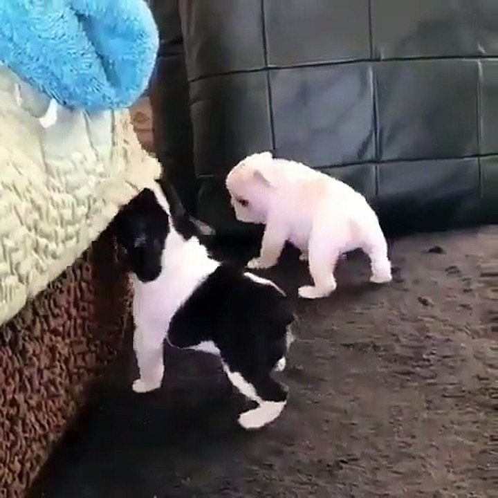 Quand un chiot bulldog essaie de faire tomber une serviette. Trop chou !