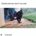 Cette vidéo montre à quel point les gorilles supportent pas la pluie. Marrant !