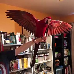 Cette splendide perruche adore ouvrir ses ailes et recevoir des compliments !