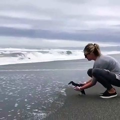 Ce petit pingouin d'Australie retrouve sa place dans l’océan. Magnifique !