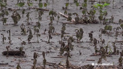 Fields of crops underwater as farmers battle flooding