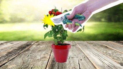 Comment préparer un pralin "maison" ?