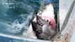 Watch slo-mo footage of a great white shark latching onto a tuna head and ripping it apart