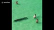Incredible moment manatee swims past oblivious beachgoers on Florida beach