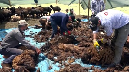 Yaylalarda Koyun Kırkma Sezonu Başladı