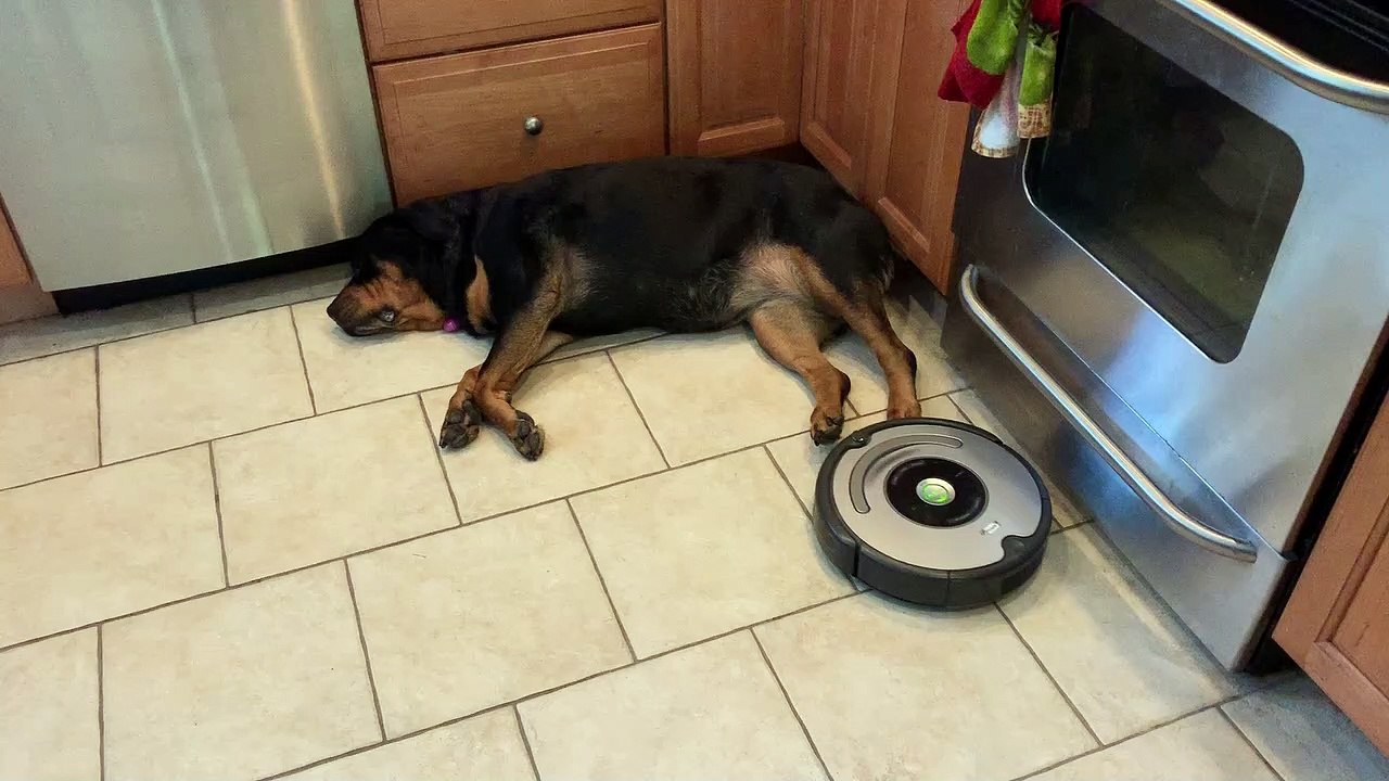 Rottweiler Refuses to Move for Robot