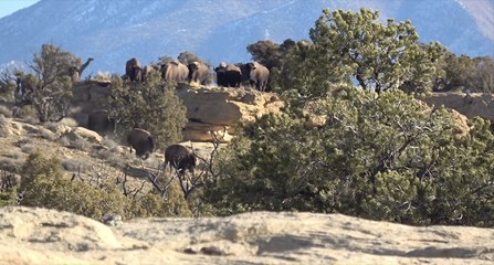 Henry Mountain Wild Bison Hunt, Pt. 1