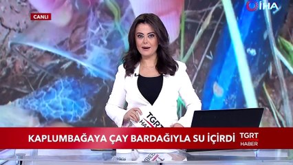 Kaplumbağaya Çay Bardağıyla Su İçirdi