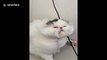 Relaxed to the max! Persian cat gets a blow-dry