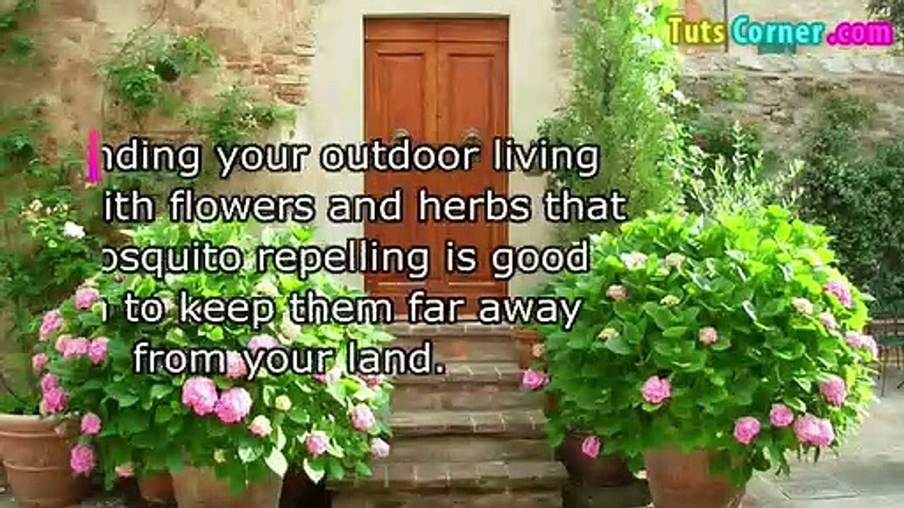 Top 10 Natural Ways to Keep Mosquitoes Away