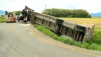 ABD'de tır devrildi, binlere bal arısı etrafa dağıldı