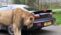 Ce lion déteste les pare-chocs de voiture... Gros coup de dent