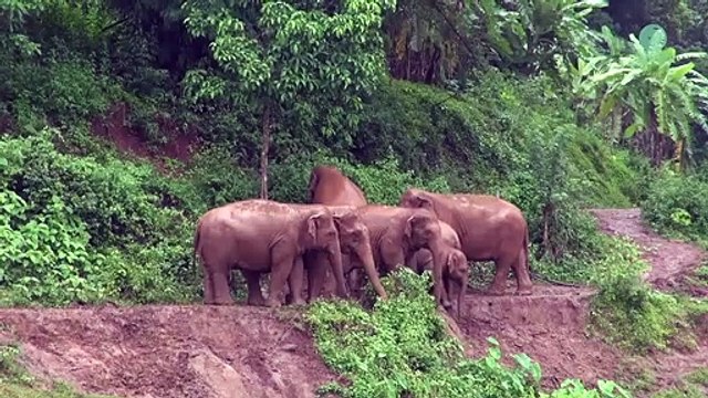 Un troupeau d'éléphant se mobilise pour sauver un éléphanteau tombé dans la boue
