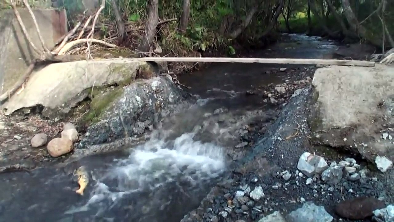 Des centaines de saumons remontent une petite rivière et sautent une cascade. Impressionnant
