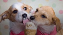 This Is Not a Drill: Aldi Just Released Ice Cream for Dogs