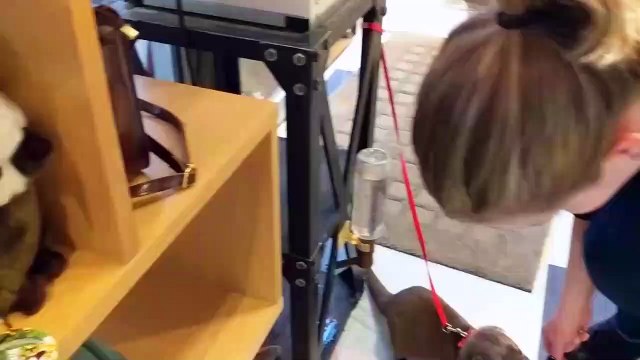 Cette adorable loutre ne lâche pas le lacet de sa maîtresse