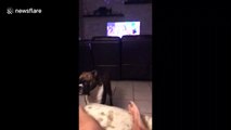 A boxer dog growls and sounds like a motorcycle