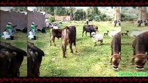 Borregos vs Vacas o Toros - Cabras Y Ovejas Locas #4