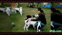 Cabras Locas Desmadrozas y Molestas - Cabras Y Ovejas Locas #6