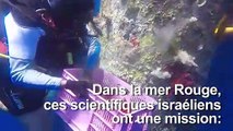 Des scientifiques israéliens en sauveurs de coraux