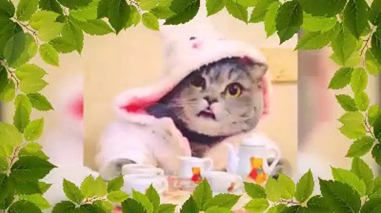 Best funny videos of 2019