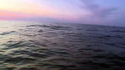 Animais marinhos em risco