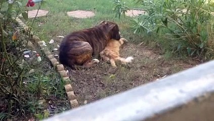 Ataque de cachorro Pitbull mata gato