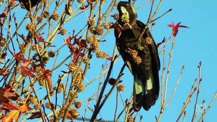 Gardening Australia episode 19 2019