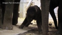 Adorable baby elephant takes her first steps at Belgium zoo