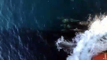 Dolphins beauty swimming in the surf of the boat......