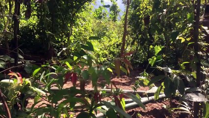 Build​​ Secret Swimming Pool Underground