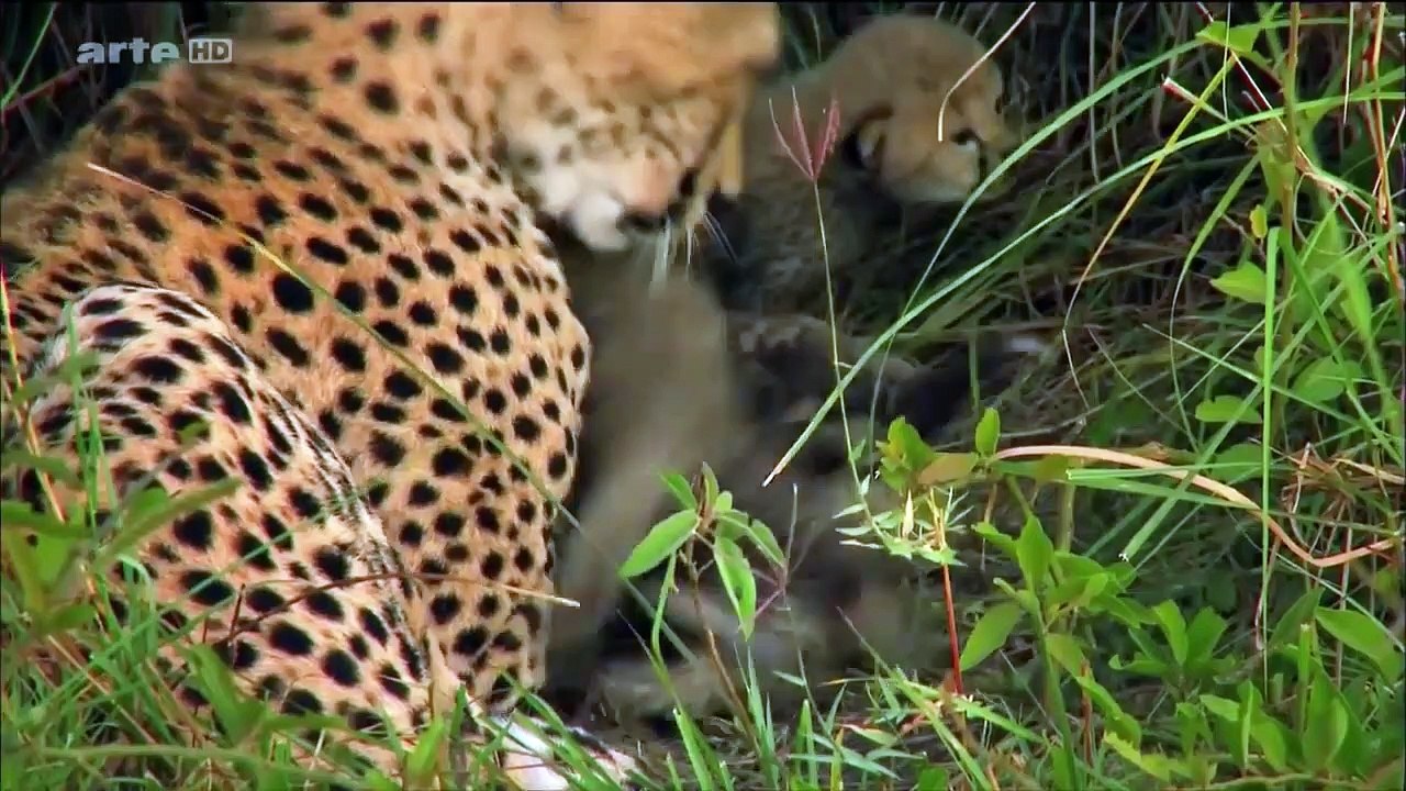 documentaire animalier LES ANIMAUX DE LA FORÊT ! -  documentaire animalie 2019