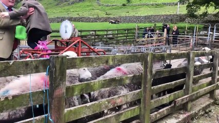 El príncipe Guillermo y Kate Middleton esquilando ovejas
