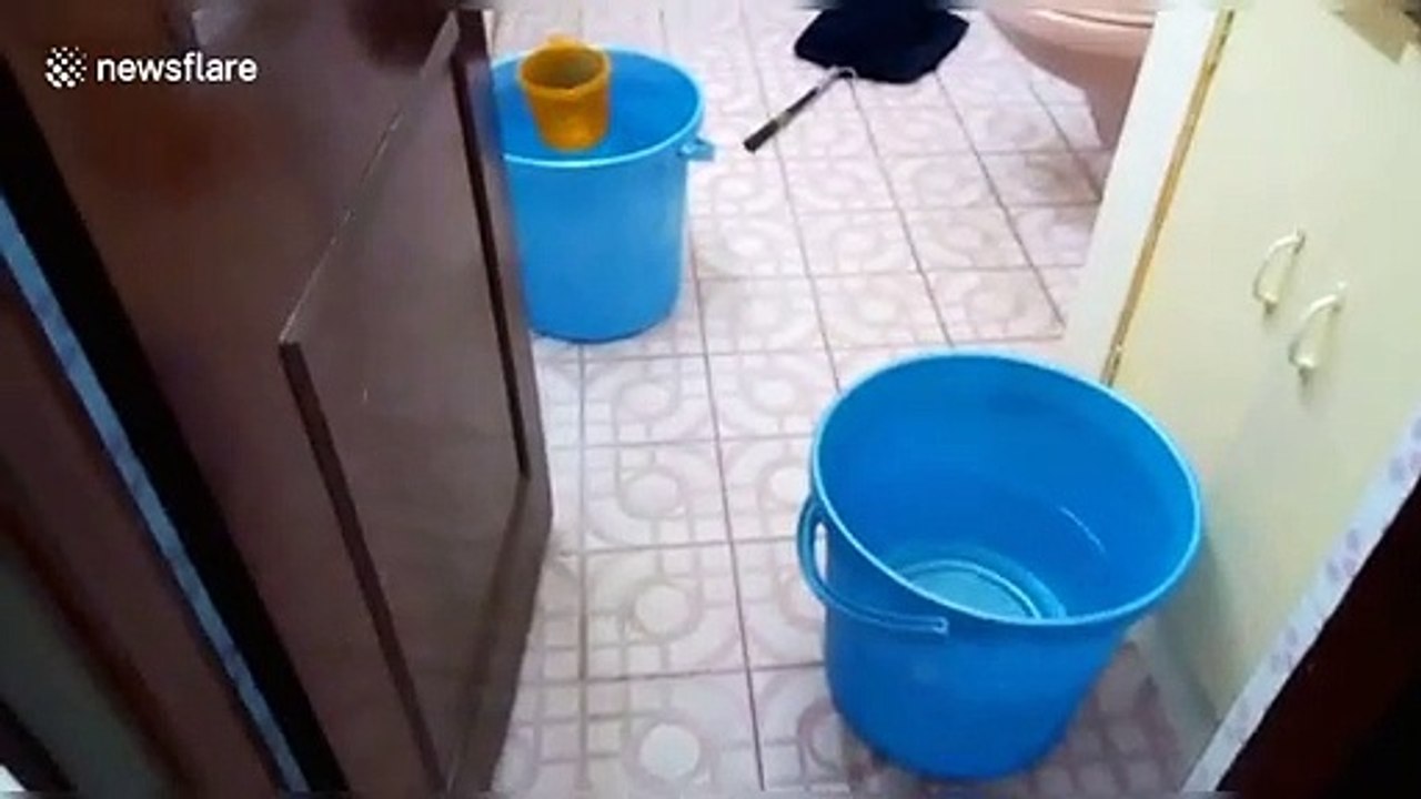 Spectacled cobra rescued from toilet bowl in southern India